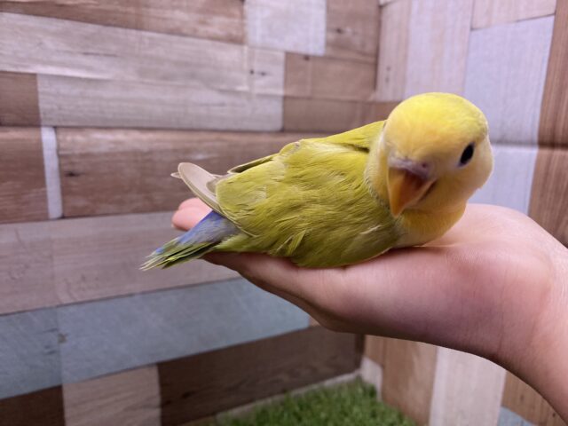 コザクラインコ（小桜インコ）