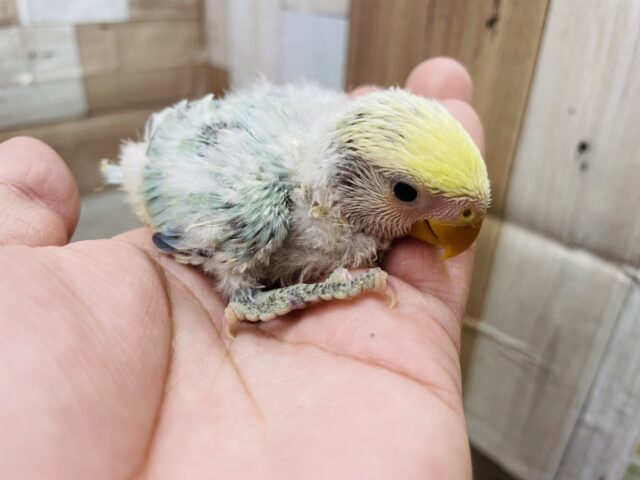 コザクラインコ（小桜インコ）