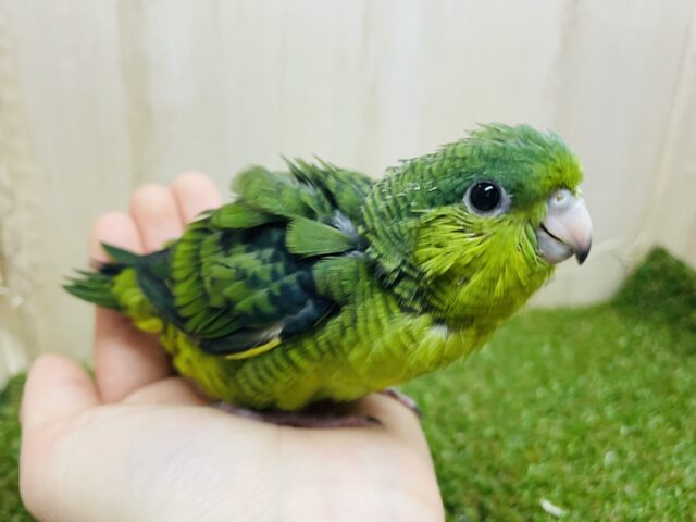 前のめりに〜アピールしてくぞ〜！　サザナミインコ　ノーマル