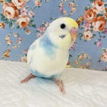 激かわパイド💙🤍手乗りセキセイインコ(レインボーパイド)💙🤍