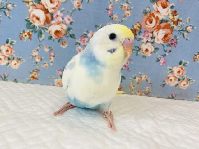 激かわパイド💙🤍手乗りセキセイインコ(レインボーパイド)💙🤍