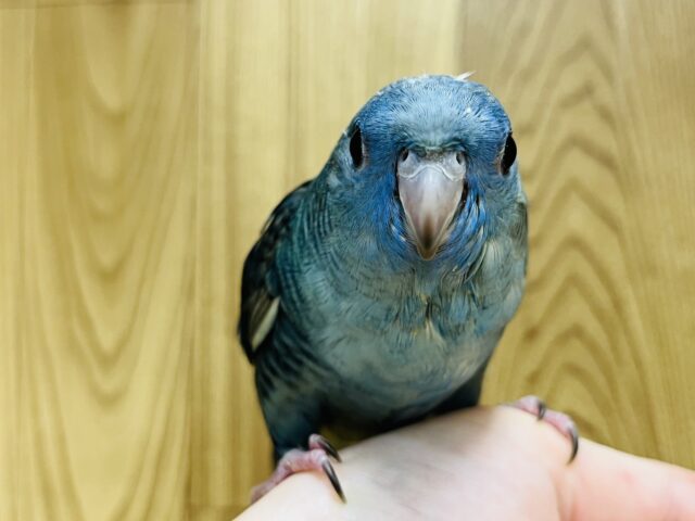 サザナミインコ