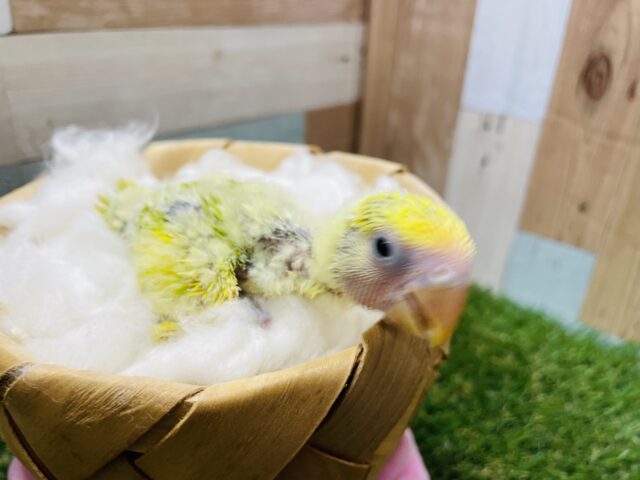 コザクラインコ（小桜インコ）