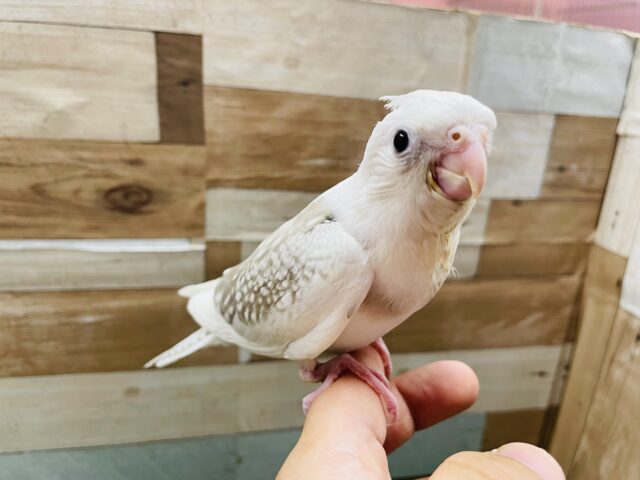 オカメインコ