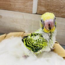 カメラ目線が上手な可愛いコ！セキセイインコのオパーリン！