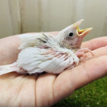 まっしろ天使になってみせる🤍🕊 白文鳥