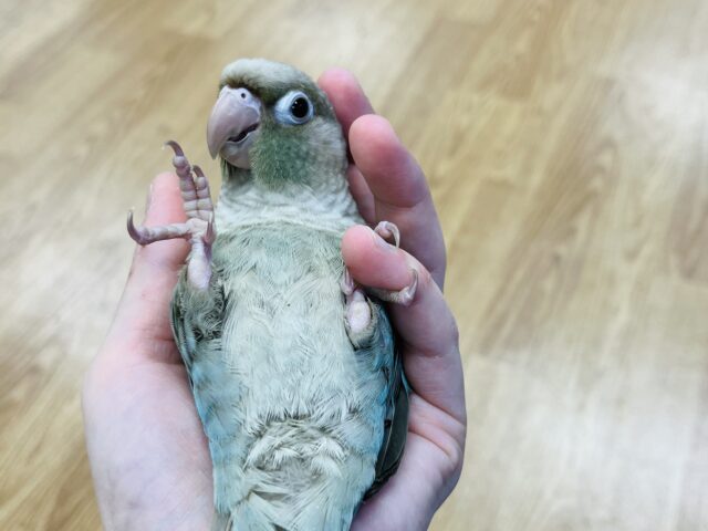 ホオミドリウロコインコ