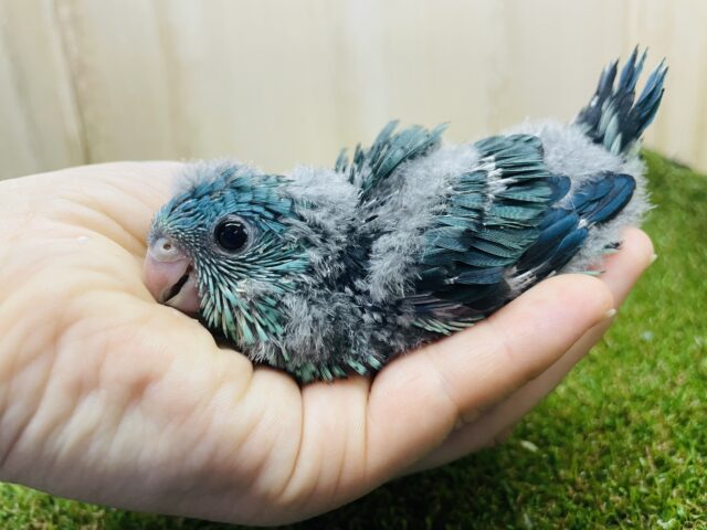 ⭐️大注目⭐️なんとなんと再びレアカラーさんになります✨　サザナミインコ　ターコイズ