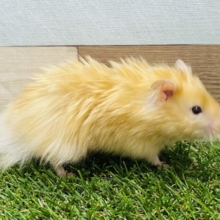 ツヤツヤ輝いてます！！光沢感のあるサテンハムスター男の子☆