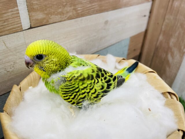 セキセイインコ