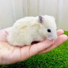 あと１匹！一人暮らし始めました！最新画像になります！とことこ冒険だっ🫶キンクマちゃん！　キンクマハムスター　男の子