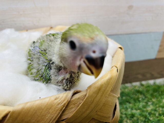 コザクラインコ（小桜インコ）