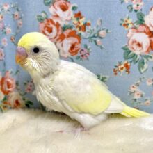 セキセイインコ　クリーム　🍋🍦･:*　４月２８日