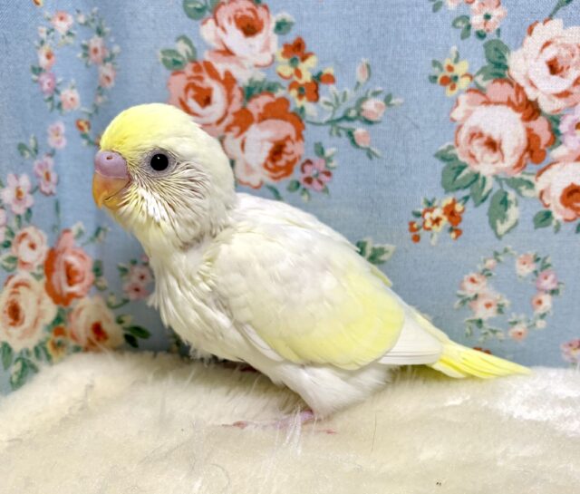 セキセイインコ　クリーム　🍋🍦･:*　４月２８日