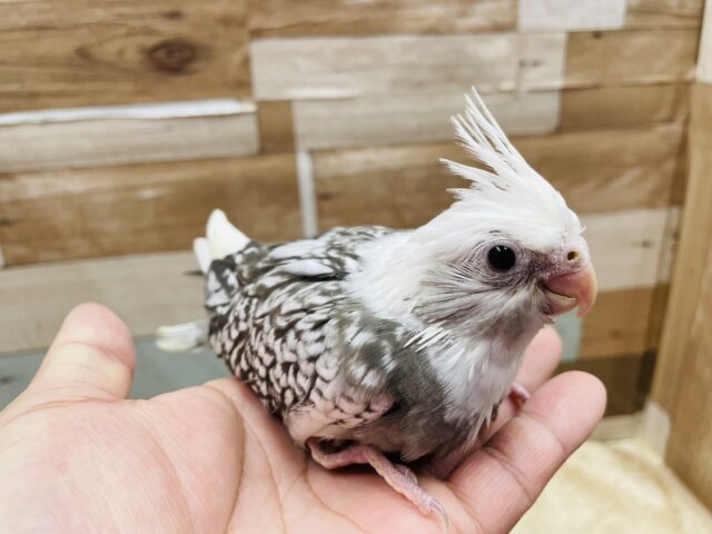 オカメインコ