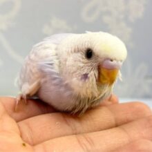 青いよ💙セキセイインコ(スパングル) 2023年3月生まれ