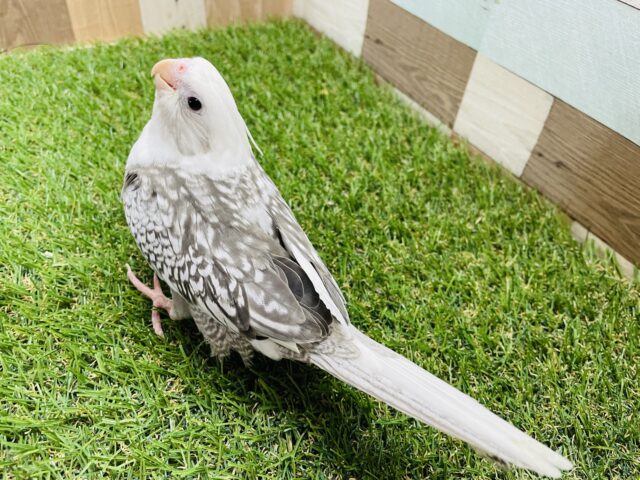 オカメインコ