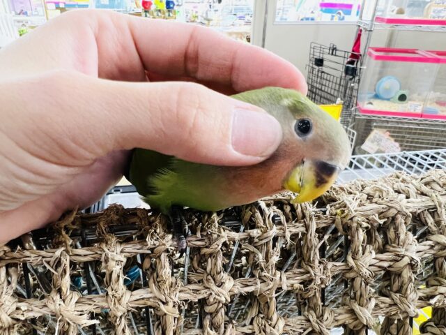 コザクラインコ（小桜インコ）