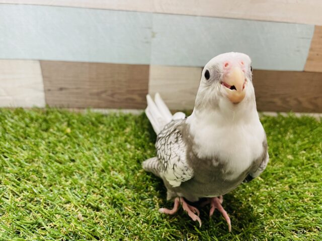 オカメインコ