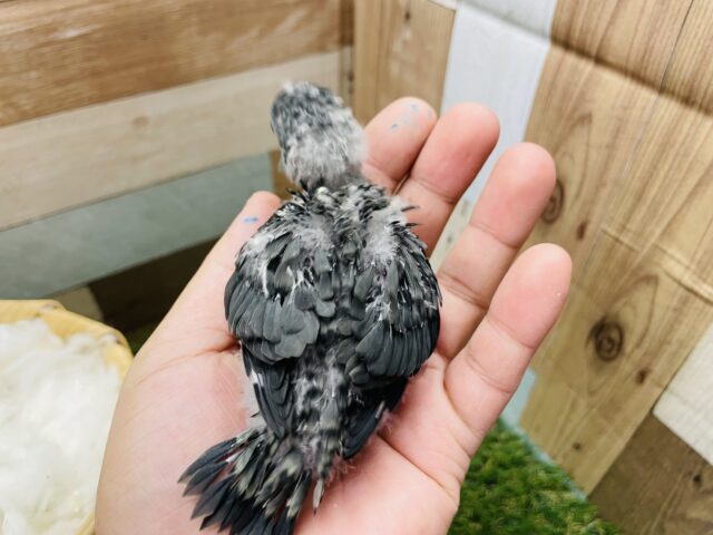 サザナミインコ