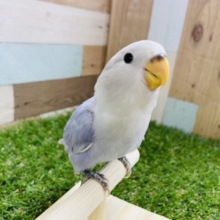 最新画像あります☆明るめバイオレットが可愛らしい！コザクラインコのバイオレットオパーリン！