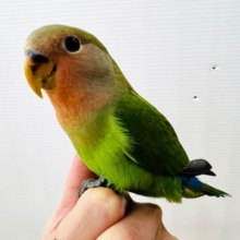 ベタなれになったよ❤コザクラインコ(ノーマル)❤