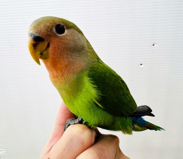 ベタなれになったよ❤コザクラインコ(ノーマル)❤