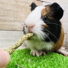 ちっこ♡イングリッシュモルモット（3色）