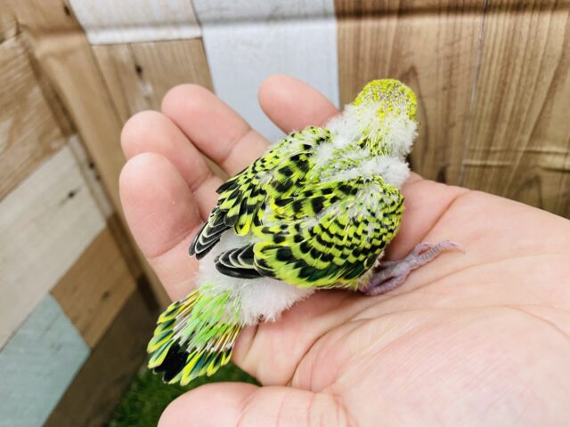 セキセイインコ