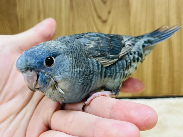 サザナミインコ