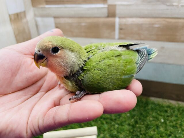 コザクラインコ（小桜インコ）