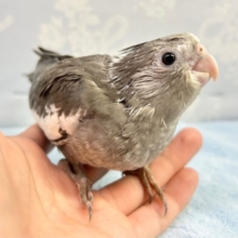 くりくりおめめ🤍オカメインコ(ホワイトフェイス) 2023年3月生まれ
