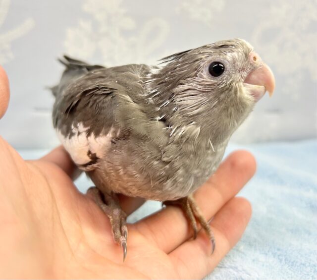 くりくりおめめ🤍オカメインコ(ホワイトフェイス) 2023年3月生まれ