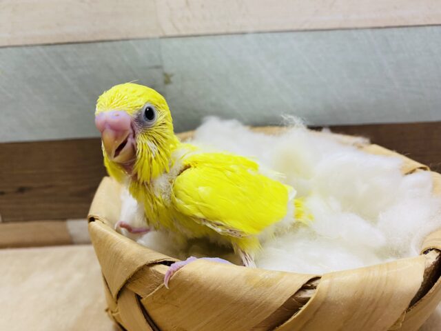 セキセイインコ