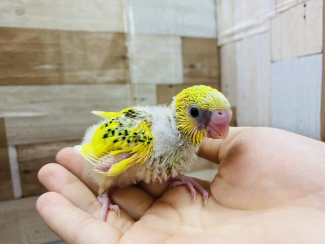 セキセイインコ