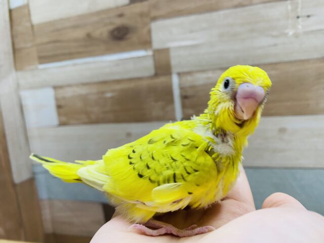 セキセイインコ