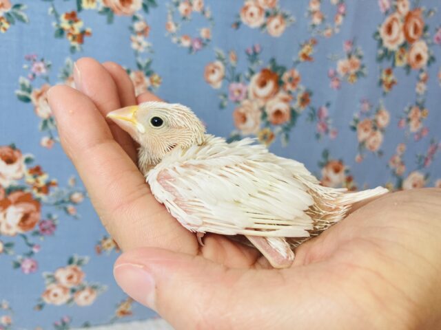 桜文鳥 / 白文鳥