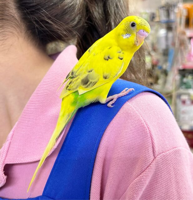 セキセイインコ