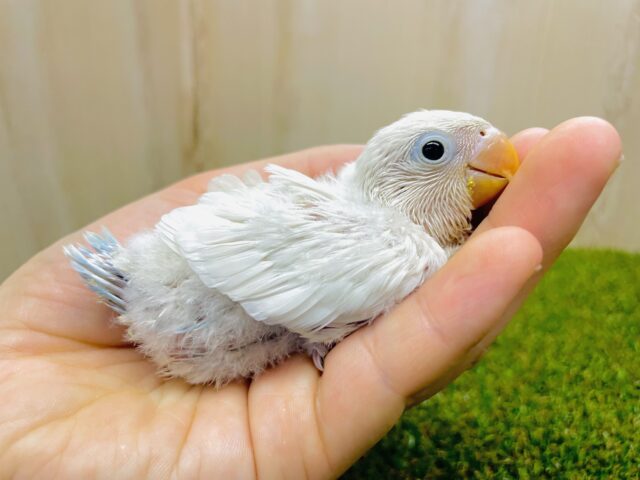 👼🤍レアカラー🤍👼シロボタンさん登場です❗️ シロボタンインコ