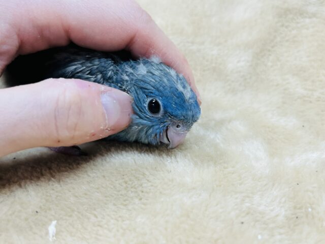 サザナミインコ