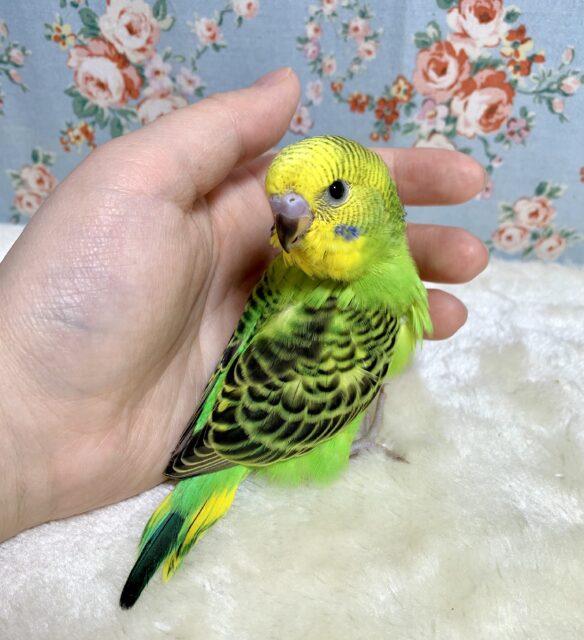 セキセイインコ