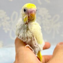 人気‼️セキセイインコ(ダブルファクター レモン系)2023年3月生まれ