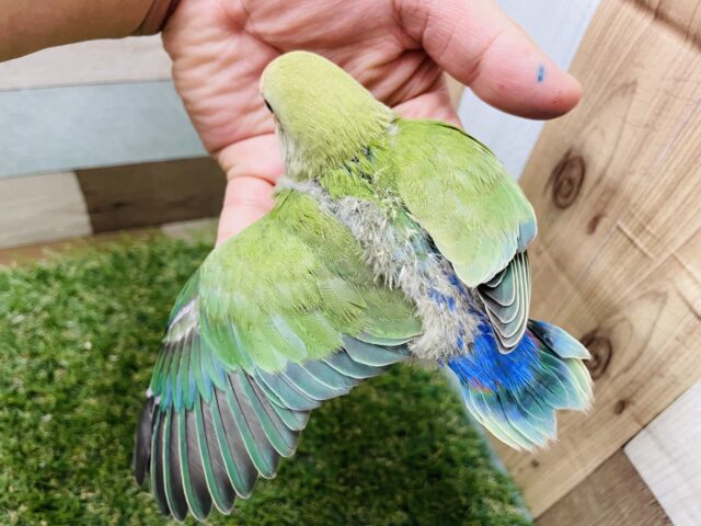 コザクラインコ（小桜インコ）