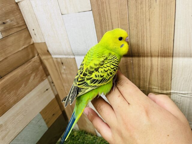 セキセイインコ