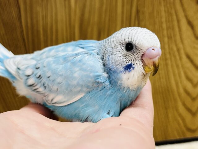 爽やかブルーが涼しげ🫧セキセイインコ(スパングル) ヒナ