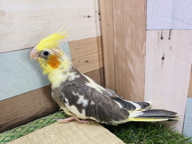 オカメインコ