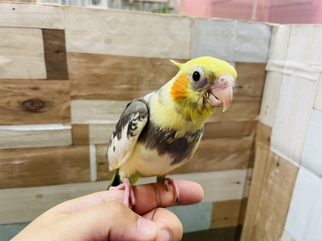 オカメインコ