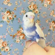 最新画像🌟一人餌🫶🏻手乗りセキセイインコ(バイオレットモーブ)💠