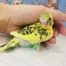 オトナになってもクリクリおめめだよ🌟イエローハルクイン💛💫