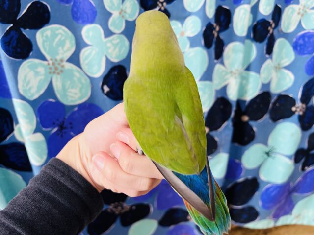 コザクラインコ（小桜インコ）